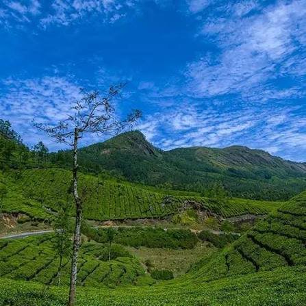 Munnar tea plantations