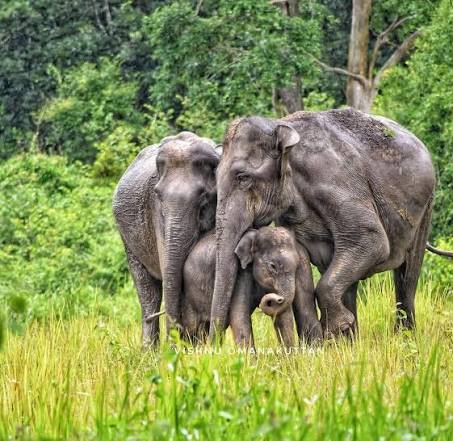 Wayanad mountains and nature